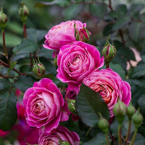 Nosztalgia rózsa - Rózsa - Centenaire de l'Haÿ-les-roses - Online rózsa rendelés